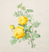 Vintage Yellow Rose Vintage Flowers tote bag gift for her